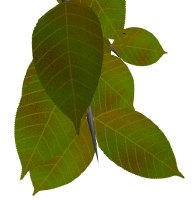 Generated Leaf